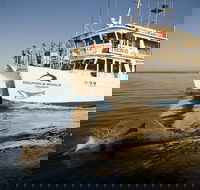 Jervis Bay Dolphin Watch Cruise - New Castle Holiday