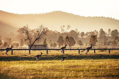 Private Luxury Hunter Valley Day Tour From Sydney - New Castle Holiday 3