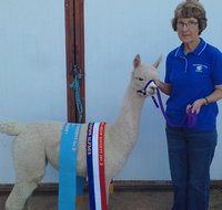 Marchmont Park Alpacas - New Castle Holiday