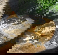 Armadale Reptile Centre - New Castle Holiday