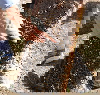 Bees on Keswick Island - New Castle Holiday