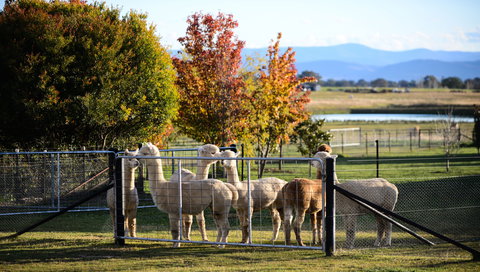Blackwattle Alpaca Farm - New Castle Holiday 0