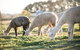 Blackwattle Alpaca Farm - thumb 1