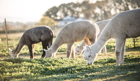 Blackwattle Alpaca Farm - New Castle Holiday 1