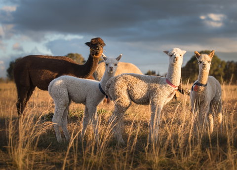 Blackwattle Alpaca Farm - New Castle Holiday 2