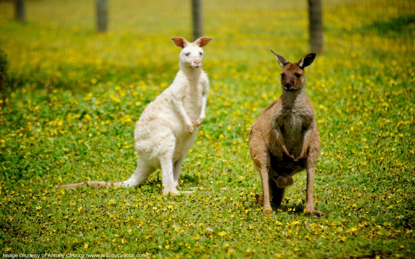 Zoos Bald Hills QLD New Castle Holiday