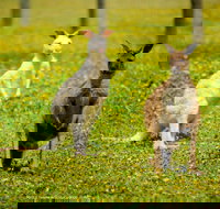 Bordertown Wildlife Park - New Castle Holiday