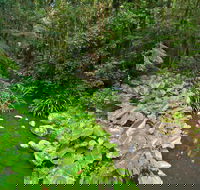 Brindle Creek Walking Track - New Castle Holiday