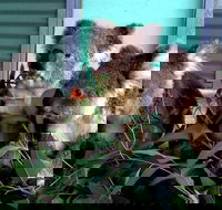 Cohunu Koala Park - New Castle Holiday