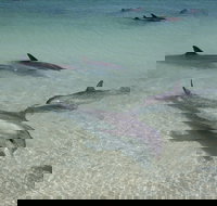 Dolphins of Monkey Mia - New Castle Holiday