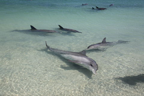 Dolphins Of Monkey Mia - New Castle Holiday 0