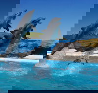 Dolphin Marine Conservation Park - New Castle Holiday