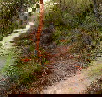 Great North walk - Brisbane Water National Park - New Castle Holiday
