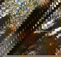 Gulaga National Park - New Castle Holiday