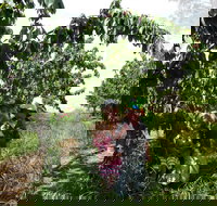 Harben Vale Pick Your Own Cherries - New Castle Holiday