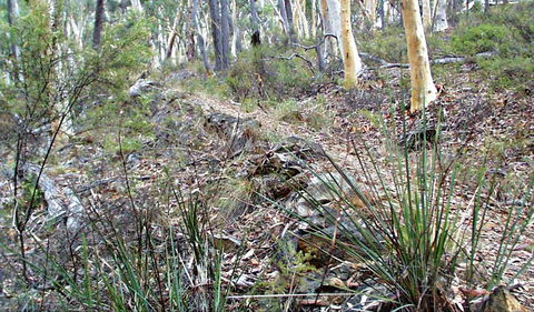 Historic Water Race Walking Track - New Castle Holiday 0