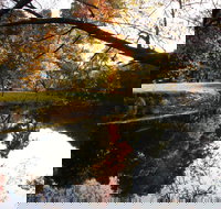 Jamieson Significant Trees - New Castle Holiday