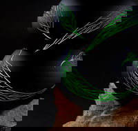 James McMurtrie's  Glass Blowing Studio and Gallery - New Castle Holiday