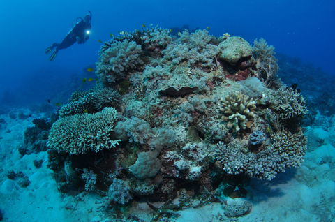 Keeper Reef Dive Site - New Castle Holiday 1