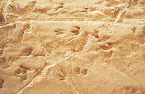 Lark Quarry Conservation Park - New Castle Holiday 2