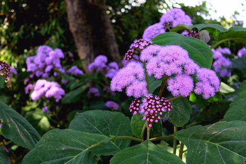 Laurel Bank Park - New Castle Holiday 2