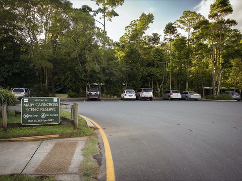 Mary Cairncross Scenic Reserve Rainforest Walk - New Castle Holiday 1