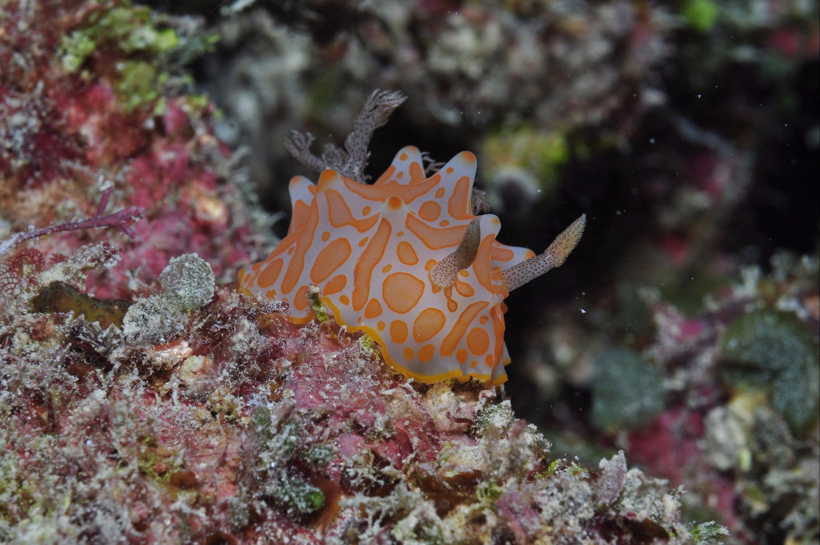 Palm Island QLD New Castle Holiday