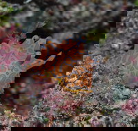 Pelorus and Orpheus Islands - New Castle Holiday