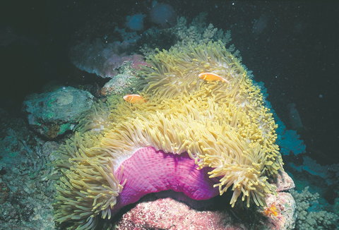 Rowley Shoals - New Castle Holiday 2