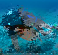 Second Reef Dive Site - New Castle Holiday