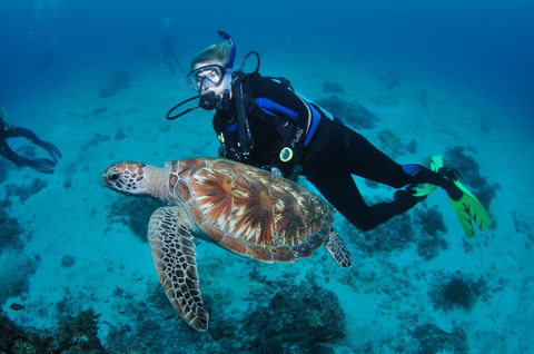 Second Reef Dive Site - New Castle Holiday 0