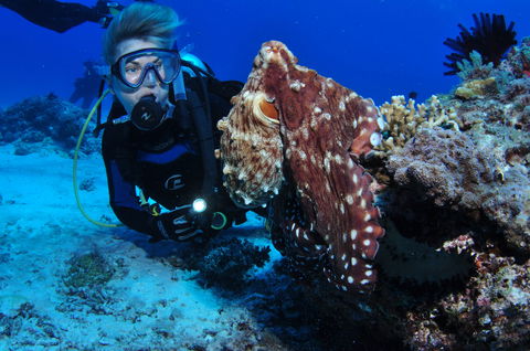 Second Reef Dive Site - New Castle Holiday 2