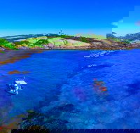 Snorkelling Montague Island - New Castle Holiday