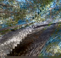 Wallumatta Nature Reserve - New Castle Holiday