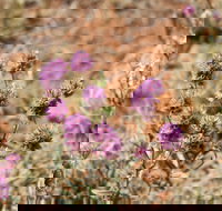 Walpa Gorge walk - New Castle Holiday