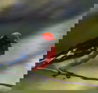 Weddin Bird Trails - New Castle Holiday