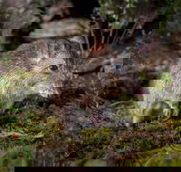 Wildlife Wonders - New Castle Holiday