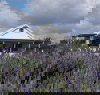 Amandine Lavender - New Castle Holiday