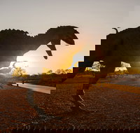 Australian Dinosaur Trail - New Castle Holiday