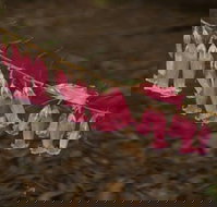 Belgrave - New Castle Holiday