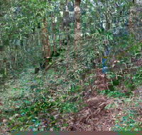 Blackbutt walking track - New Castle Holiday