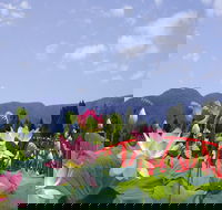Blue Lotus Water Garden - New Castle Holiday