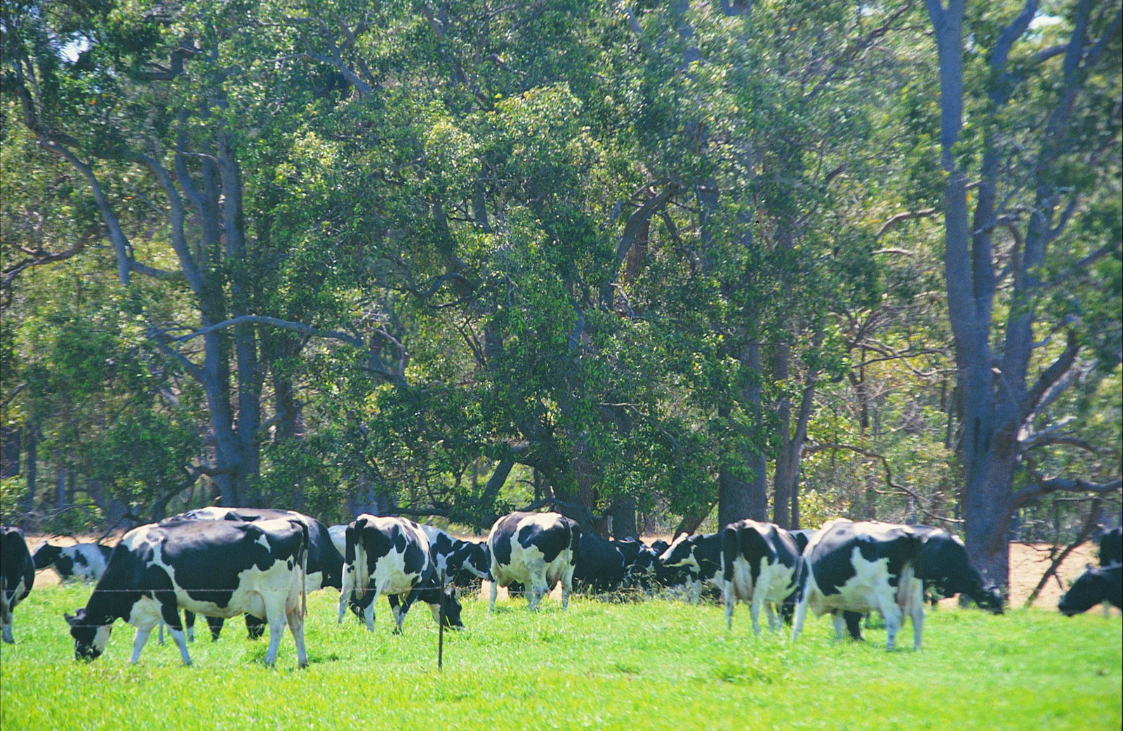 Boyanup WA New Castle Holiday