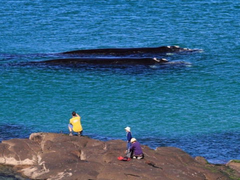 Broulee Island Nature Reserve Walk - New Castle Holiday 1