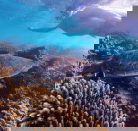 Complete Ningaloo Reef Experience - New Castle Holiday