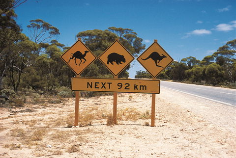 Eyre Highway - New Castle Holiday 1