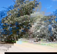 Giant Gum Tree - New Castle Holiday