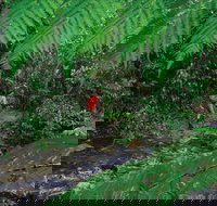 Goldsborough Valley Wooroonooran National Park - New Castle Holiday