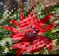 Inverawe Native Gardens - New Castle Holiday