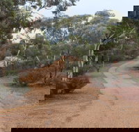 Karlkurla Bushland Park - New Castle Holiday